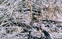 Garter snake | Writing-On-Stone Provincial Park
