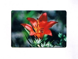 wildflowers - wood lily