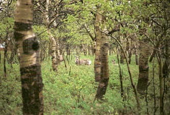 Deer in woods | Waterton Lakes National Park