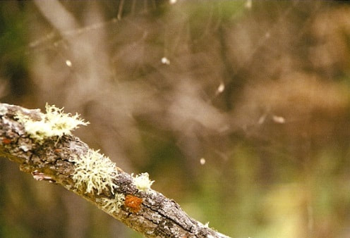 Lichen & spider web