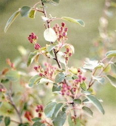 saskatoon berries, ripening