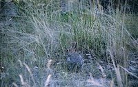 Cottontail, camouflage