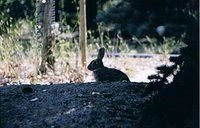 Cottontail, silhouette
