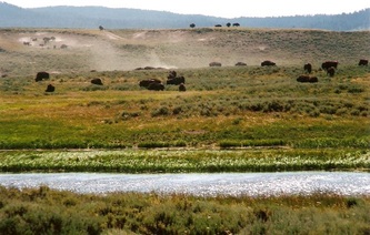 Bison herd & dust | Yellowstone National Park