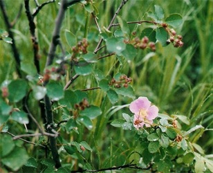 saskatoon berries, wild rose