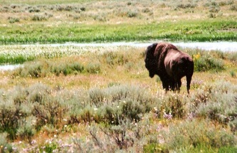 Bison | Yellowstone National Park