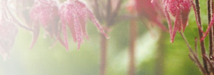 3-flowered avens