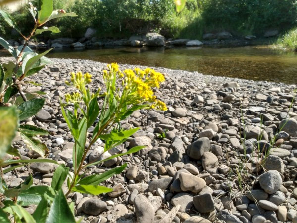 goldenrod in creekbed