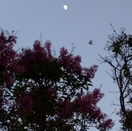 lilac at twilight with crow