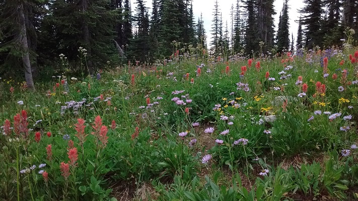 wildflowers mount revelstoke national park canada