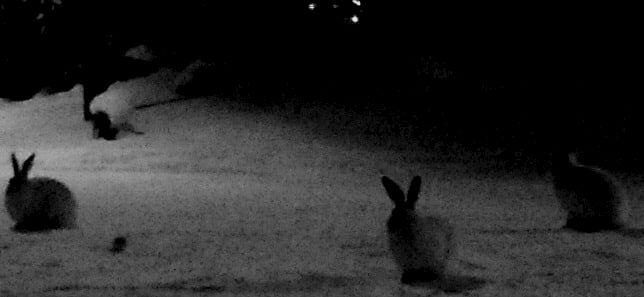white winter solstice hares