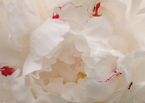 white and red peony with ants