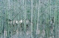 Elk camouflage