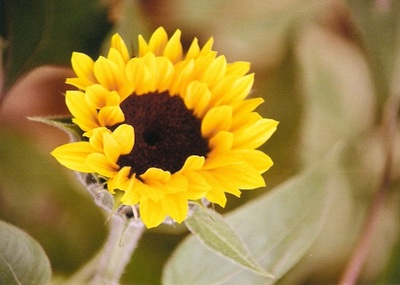 photography - assorted sunflowers