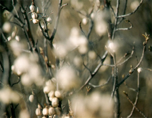 wolf willow - springberries & leafbuds