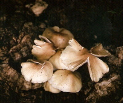 mushrooms, fungi
