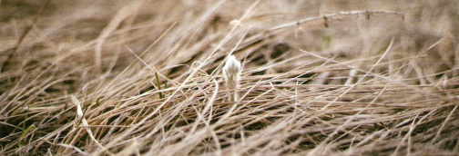 prairie crocus, first nub