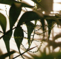 palm flower, shadow