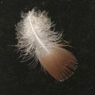 birth feather