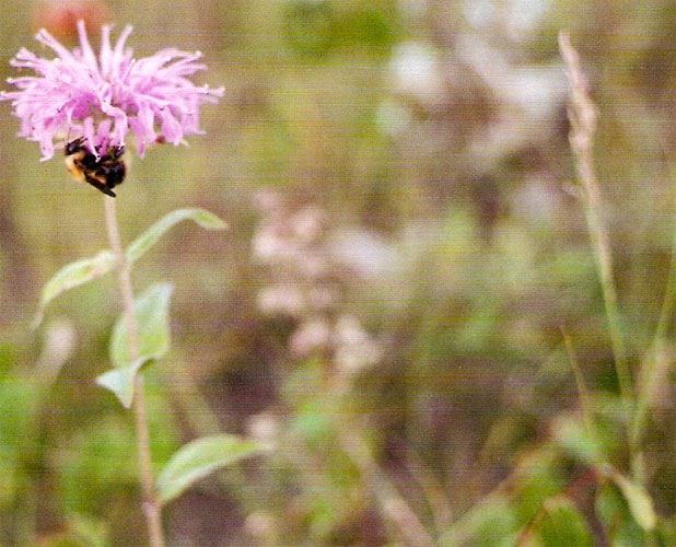 bees and bee balm