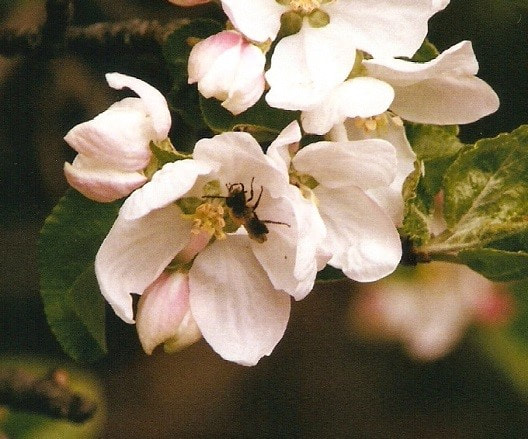 bees and blossoms