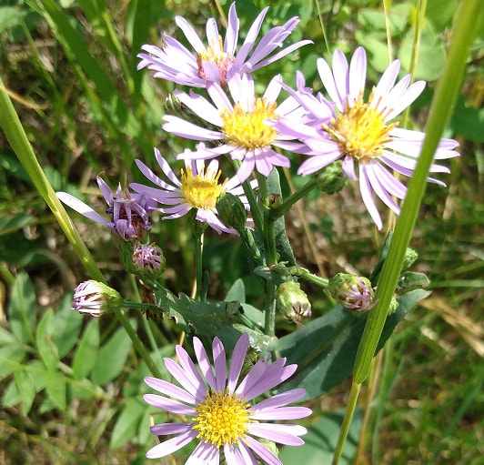 smooth blue aster