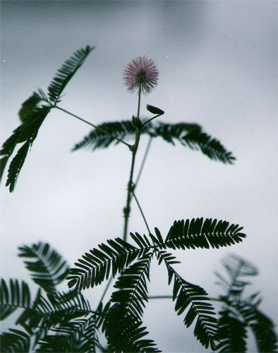 Mimosa pudica (sensitive plant)