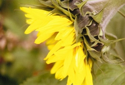 photography - assorted sunflowers