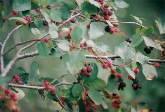 saskatoon berries, ripening...