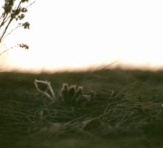 prairie crocus, dawn