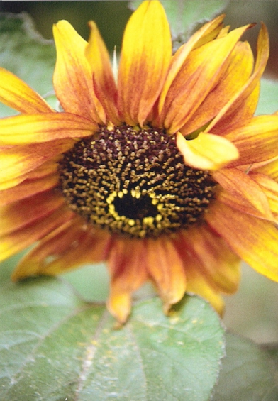 photography - assorted sunflowers (orange)
