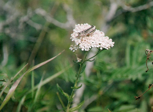 Grasshopper on common yarrow