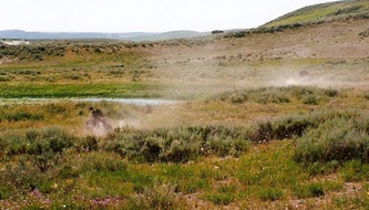 Bison dust | Yellowstone National Park