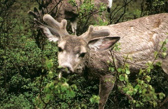Deer, up close | Waterton Lakes National Park
