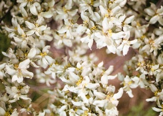 wolf willow flowers