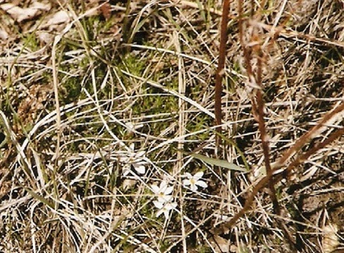tiny white wildflowers