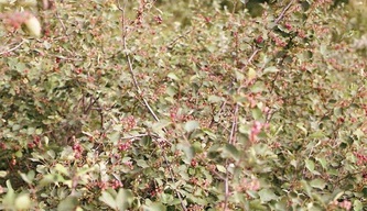 saskatoon berries, thicket