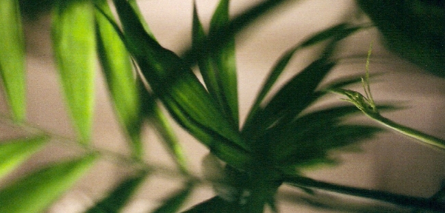 parlour palm, inflorescence