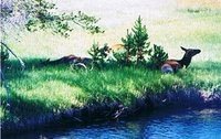 Deer, resting | Yellowstone National Park