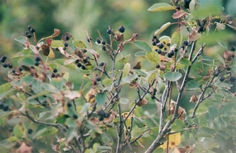 saskatoon berries, ripe