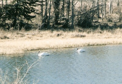 Tundra swans