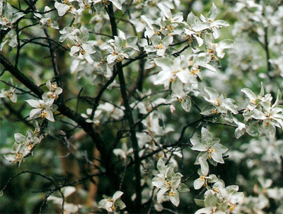 wolf willow blossoms