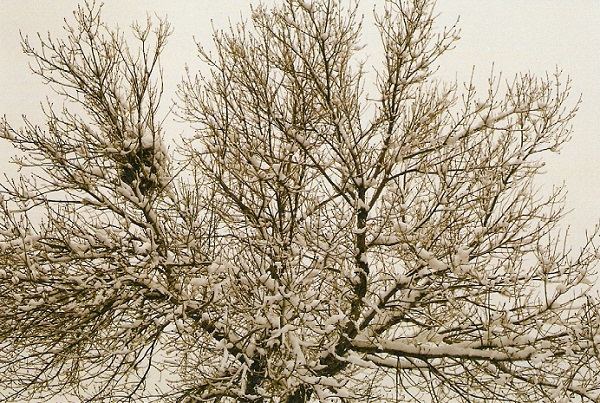 bird nest, snow