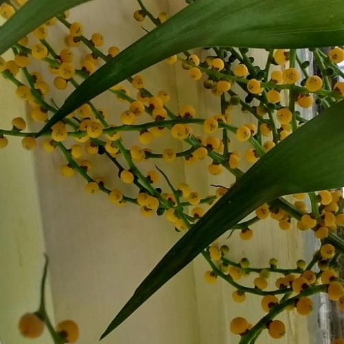 palm inflorescence