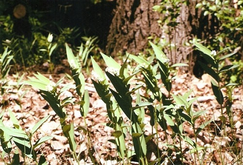 Maianthemum stellatum. syn. Smilacina stellata