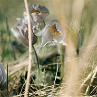 prairie crocus seeding cycles, petal-like sepals are browning