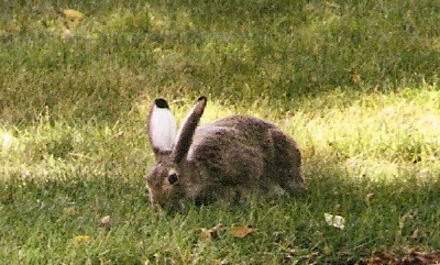 white-tailed jack rabbit