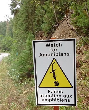 watch for amphibians