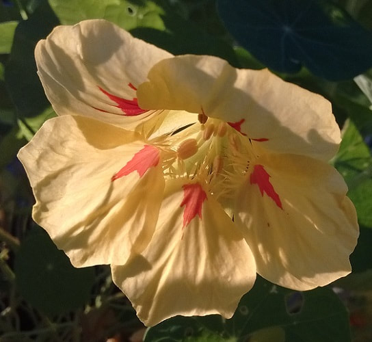 nasturtium flower