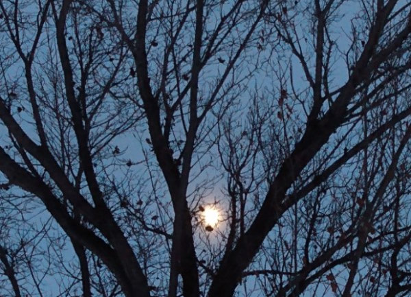 blue hour with moon and tree silhouette
